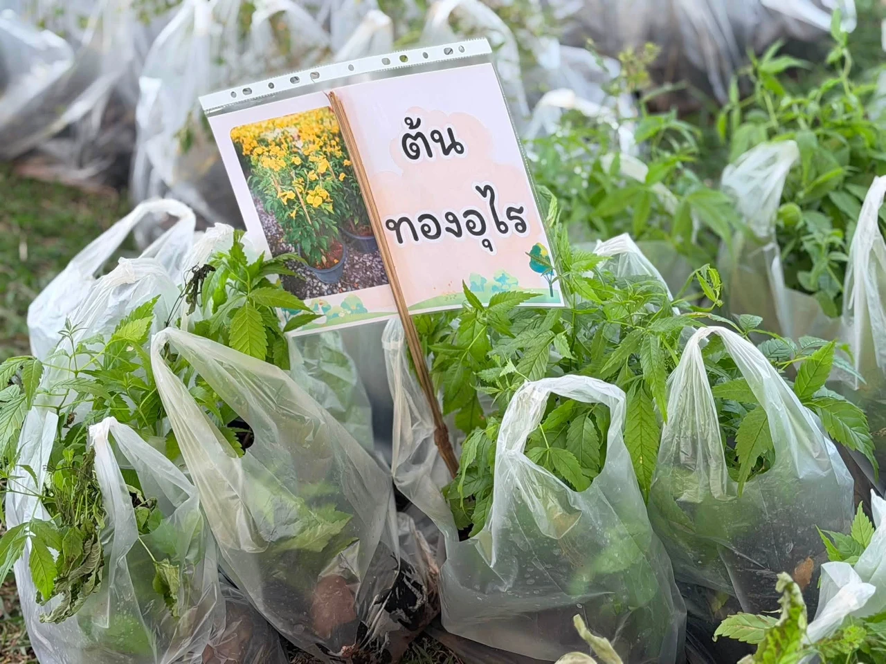10.jpg_1787039263.webp