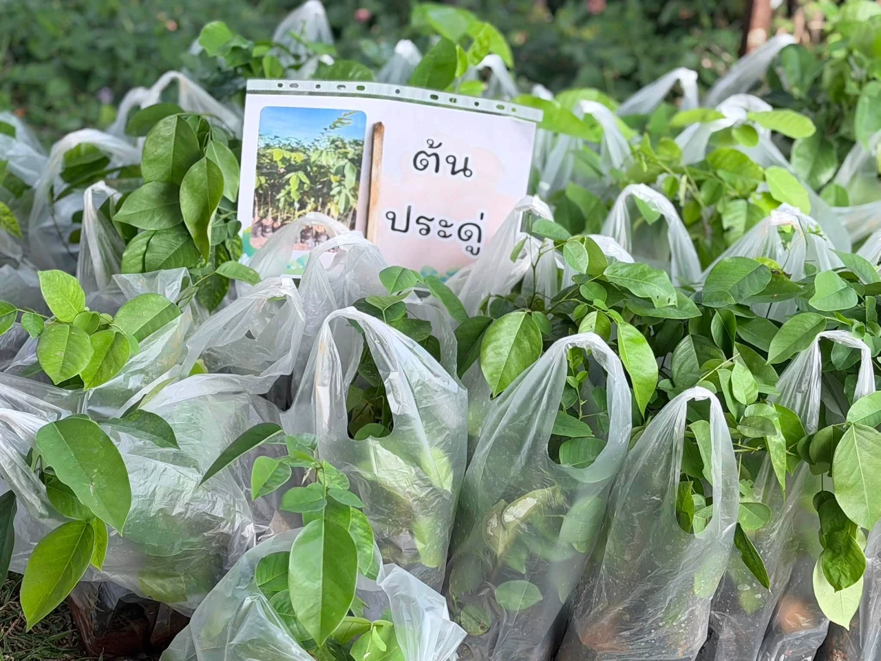 12.jpg_1787039263.webp