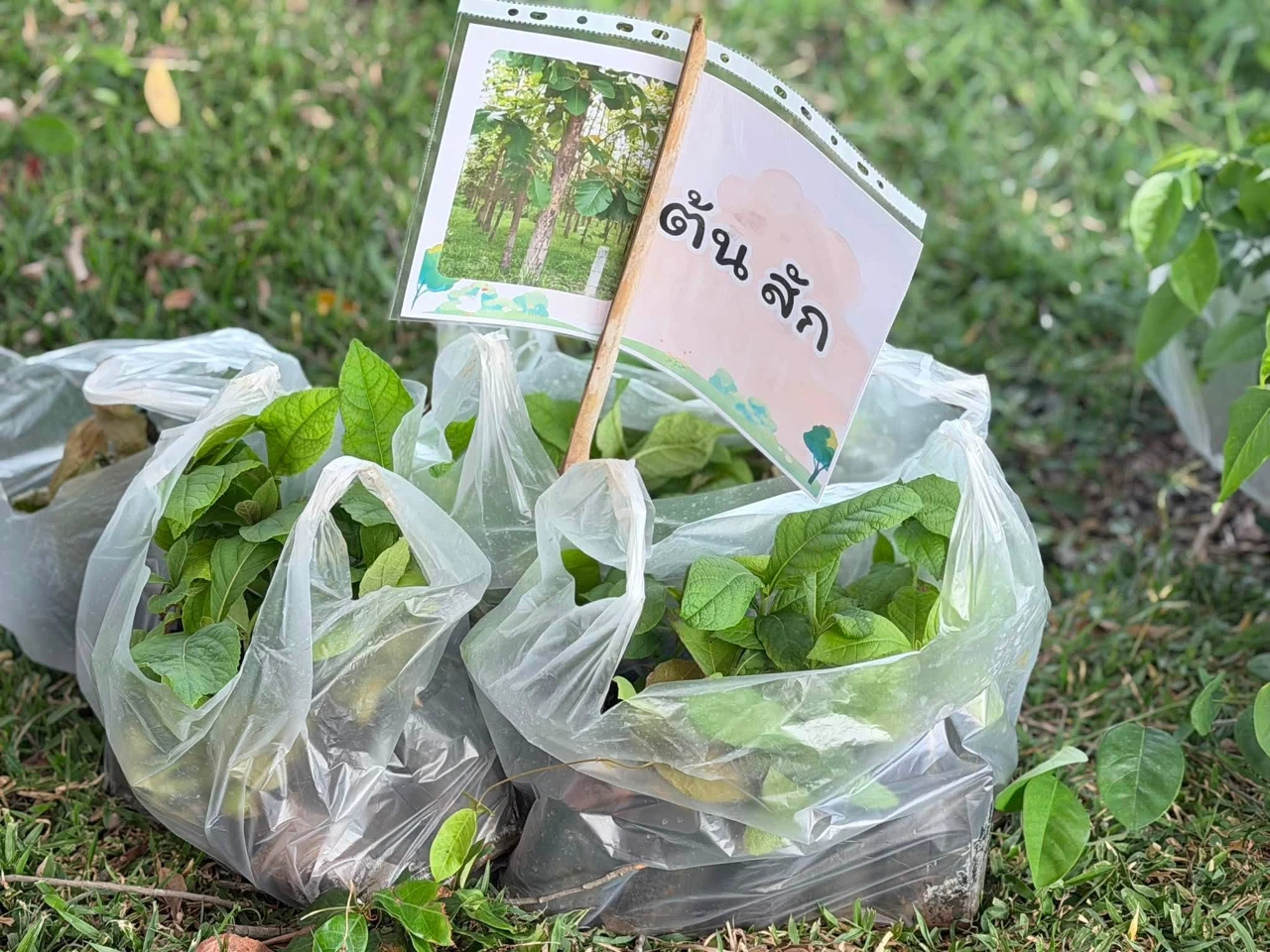 13.jpg_1787039263.webp